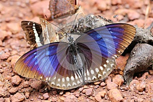 Butterfly eating feces on the floor