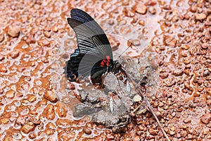 butterfly eating feces on the floor