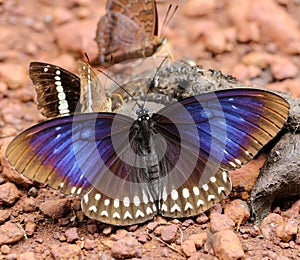 butterfly eating feces on the floor