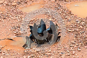 Butterfly eating feces on the floor