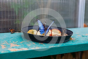 Butterfly eating food in botanical garden