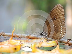 Butterfly eating fruit photo
