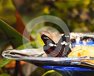 Butterfly Eating Fruit
