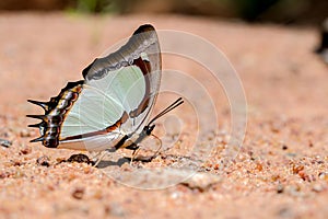 Butterfly eating mineral in sand (Indian Yellow Nawab)