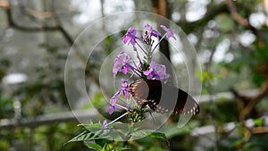 Butterfly eating pollen. No Sound.