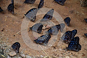 Butterfly eating Salt licks on ground