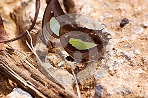 Butterfly eating Salt licks on ground