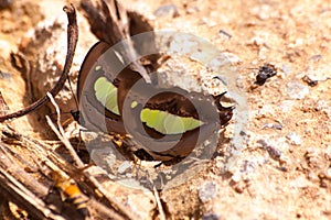 Butterfly eating Salt licks on ground