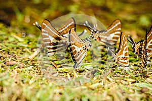 Butterfly eating salt marsh.