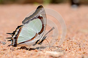 Butterfly eating salty in sand