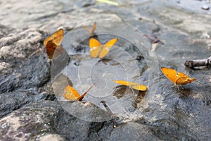 Butterfly eating water on the rock