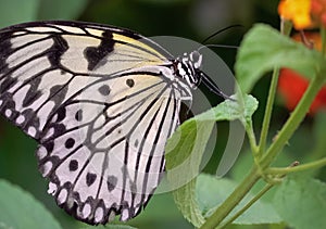 The butterfly eats nectar of flowers.