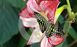 The butterfly eats nectar of flowers.