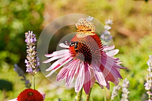 Butterfly on Echinacea flower