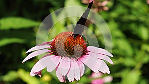 Butterfly on echinacea flower in the garden.