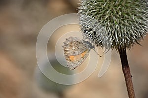 A butterfly on echinops bannaticus