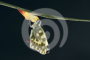 Butterfly eclosion photo