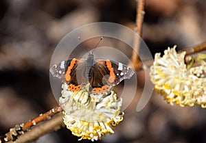 Butterfly on Edgeworthia chrysantha, yellow Oriental paperbush springflower