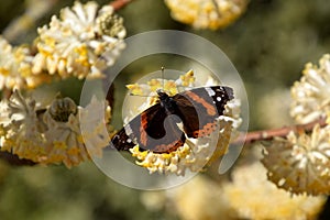 Butterfly on Edgeworthia chrysantha, yellow Oriental paperbush springflower