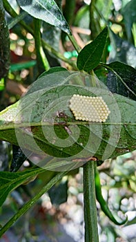 Butterfly eggs, future of parasit