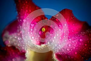 Butterfly eggs on the pink petal