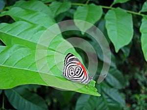 Butterfly eighty-eight on leaf, Diaethria clymena photo