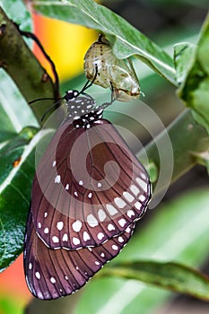 Butterfly emerged from cocoon.