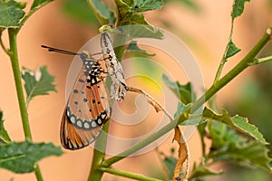 The butterfly emerged from the pupa, and larva in the forest. The Tawny Caster emerges a chrysalis. Acraea terpsicore. macro