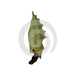 Butterfly emerging from chrysalis. Flying insect. Nature and entomology theme. Flat vector icon