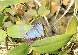 Butterfly emperor