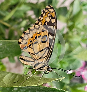 butterfly "end of metamorphosis"