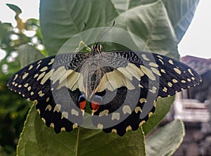 butterfly "end of metamorphosis"