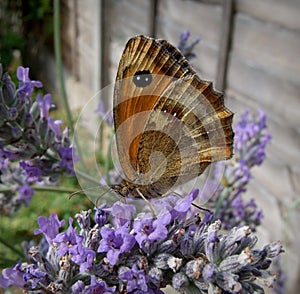 Butterfly in English Garden