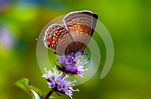 Mariposa sobre el flor 