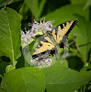 Butterfly enjoying a nice meal on a summer flower