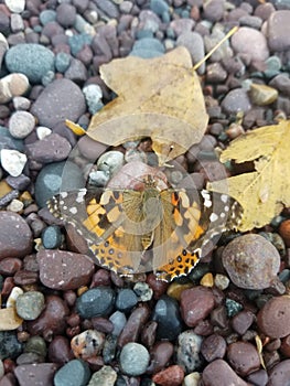 Butterfly enjoying a rest on rocks