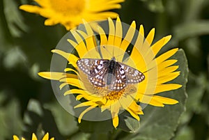 Cynthia fritillary butterfly Euphydryas cynthia