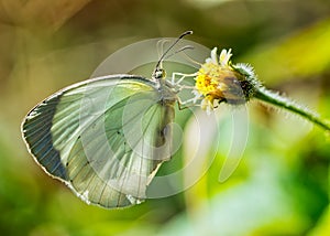 Butterfly Eurema albula - lepidoptera - on small yellow flower with blurred background macro phototography