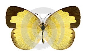 Butterfly Eurema hecabe (female)