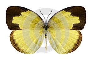 Butterfly Eurema hecabe (female)