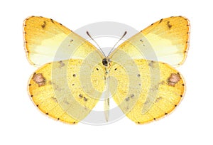Butterfly Eurema lisa (female) (underside)