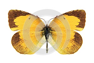 Butterfly Eurema nicippe (female)