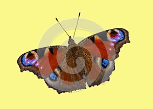 Butterfly European Peacock (Aglais io)