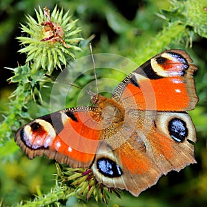 Butterfly - European Peacock (Inachis io)