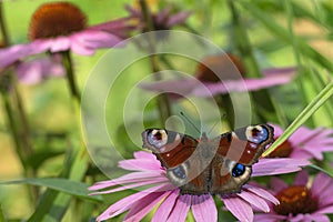 Butterfly European peacock Inachis io on a flower of Echinacea purpurea on the blurred background