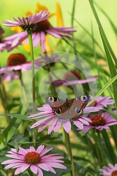 Butterfly European peacock Inachis io on a flower of Echinacea purpurea on the blurred background