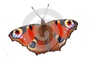 Butterfly - European Peacock (Inachis io) isolated on white