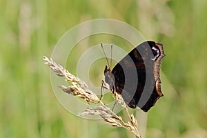 Butterfly - European Peacock (Inachis io) sitting on dry grass