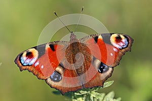 Butterfly - European Peacock (Inachis io) sitting on grass