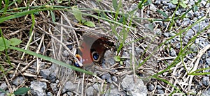 Butterfly - European Peacock, Inachis io sitting on stone, macro. Day butterfly of the nymphalid family Nymphalidae.